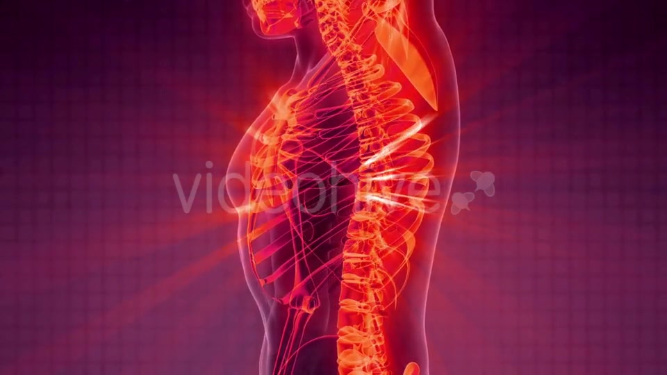 Human Body with Visible Skeletal Bones - Download Videohive 21204896