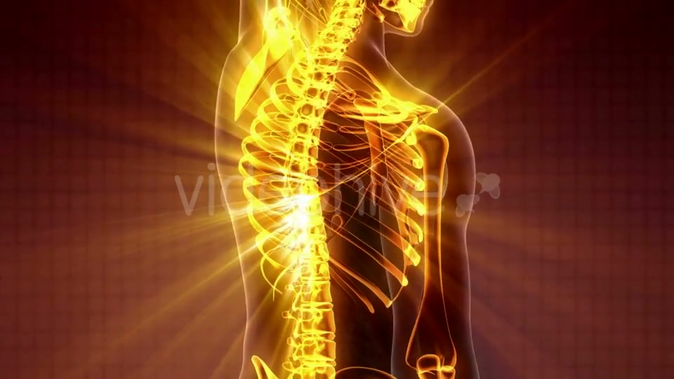 Human Body with Visible Skeletal Bones - Download Videohive 21225124