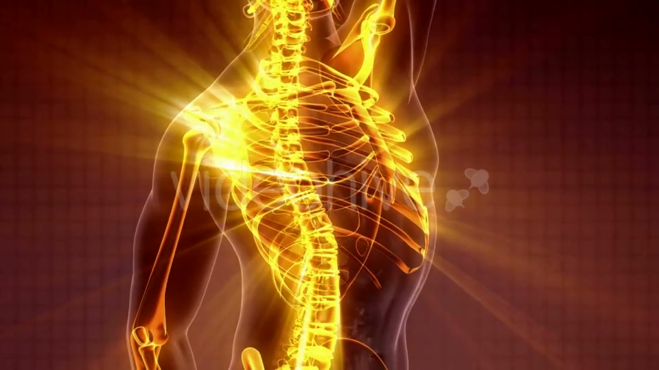 Human Body with Visible Skeletal Bones - Download Videohive 21225124