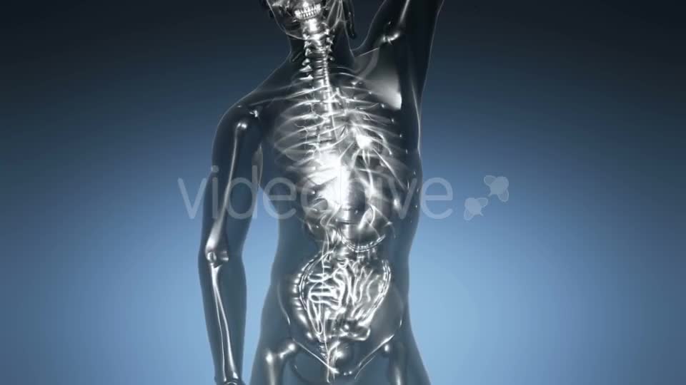 Human Body with Visible Skeletal Bones - Download Videohive 21225383