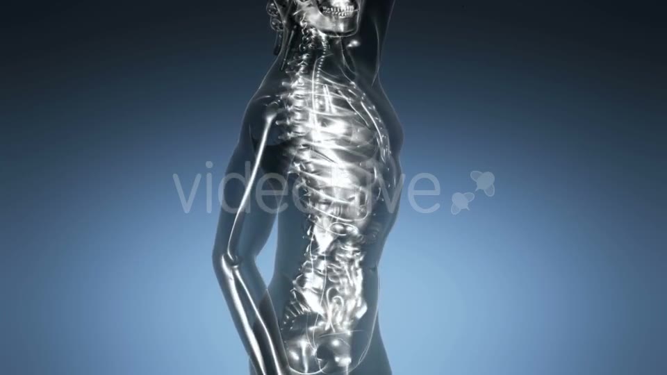 Human Body with Visible Skeletal Bones - Download Videohive 21225383