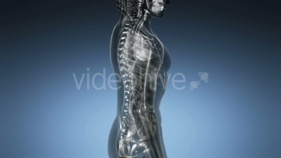 Human Body with Visible Skeletal Bones - Download Videohive 21225383