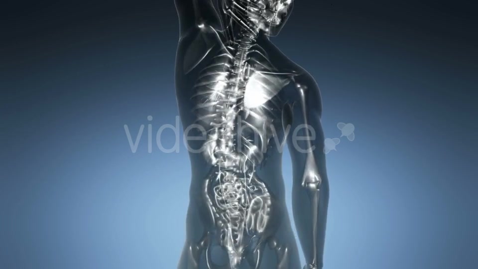 Human Body with Visible Skeletal Bones - Download Videohive 21225383