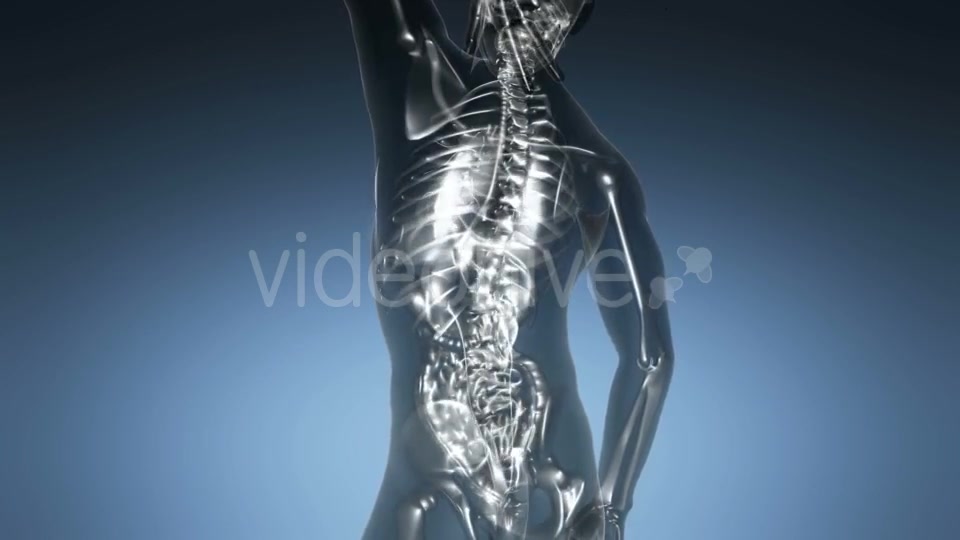 Human Body with Visible Skeletal Bones - Download Videohive 21225383