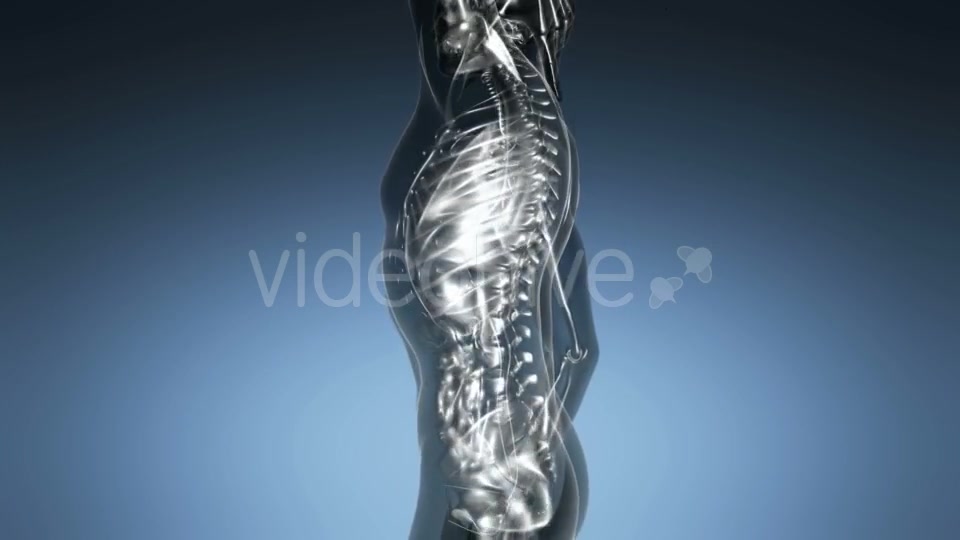 Human Body with Visible Skeletal Bones - Download Videohive 21225383