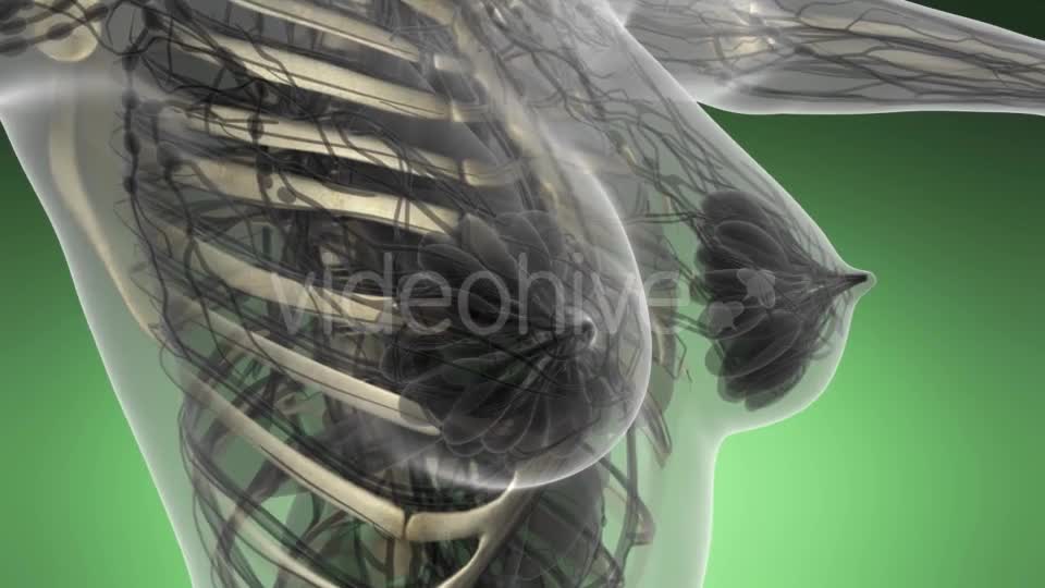 Human Body with Visible Skeletal Bones - Download Videohive 21225482