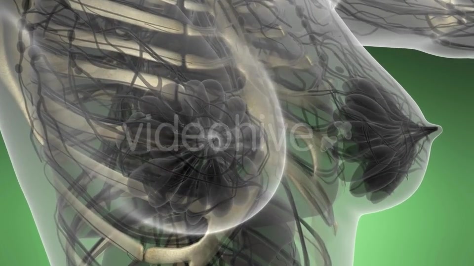 Human Body with Visible Skeletal Bones - Download Videohive 21225482