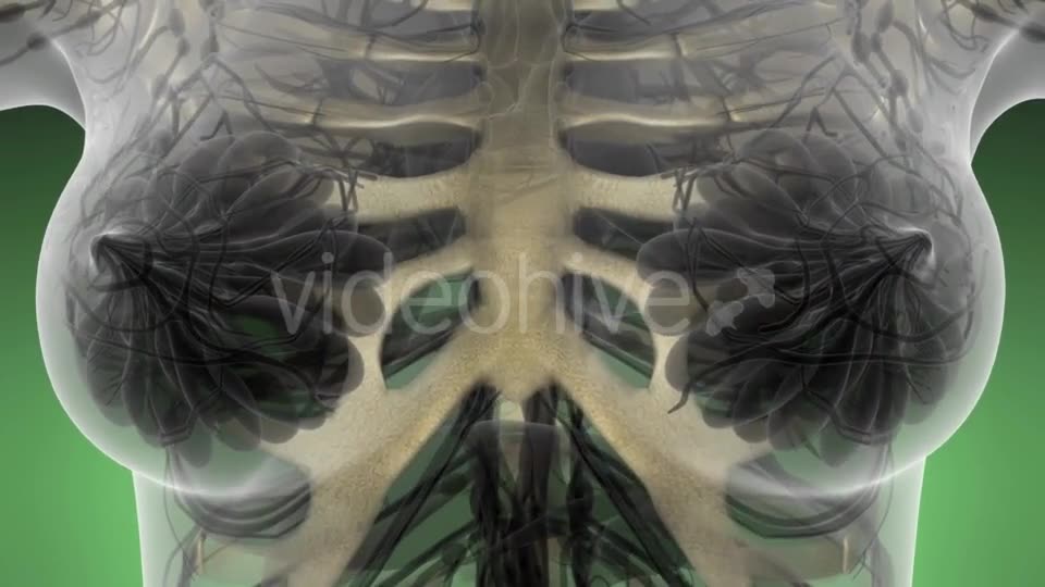 Human Body with Visible Skeletal Bones - Download Videohive 21225482