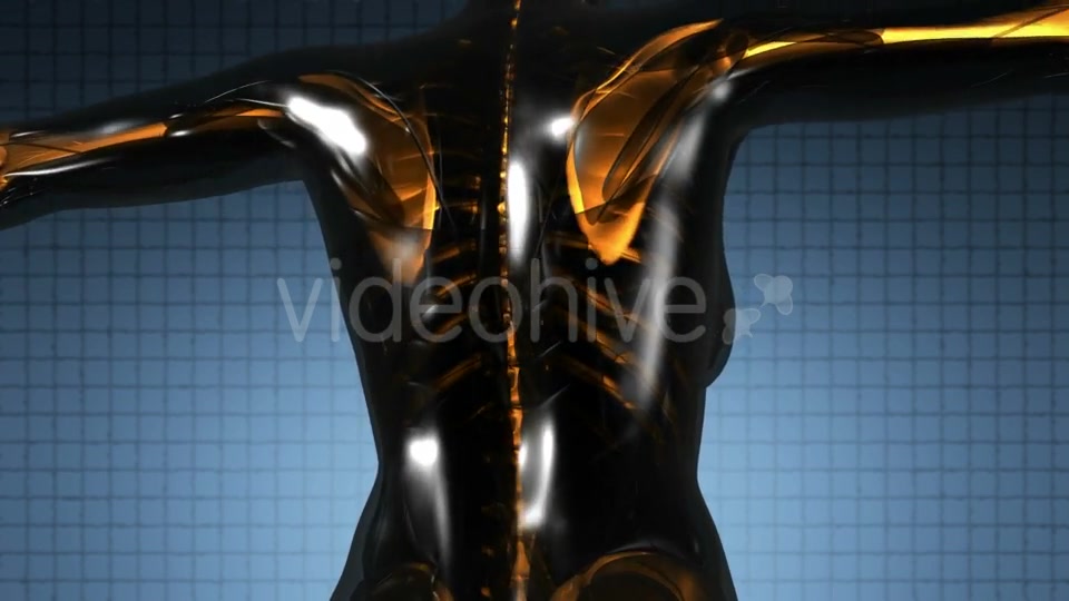 Human Body with Visible Skeletal Bones - Download Videohive 21264216