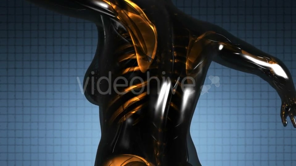 Human Body with Visible Skeletal Bones - Download Videohive 21264216