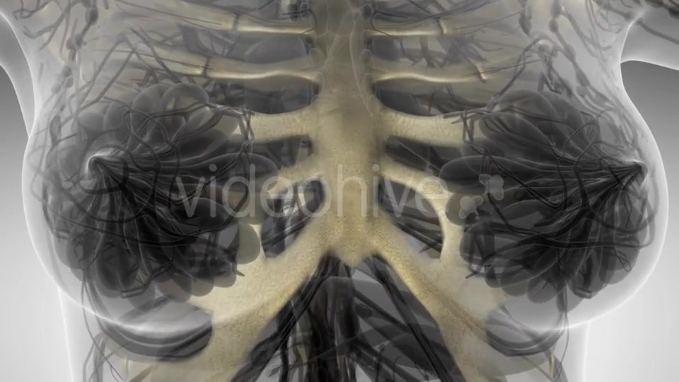 Human Body with Visible Skeletal Bones - Download Videohive 21264288