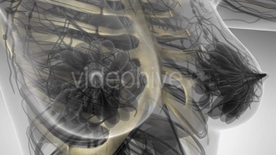Human Body with Visible Skeletal Bones - Download Videohive 21264288