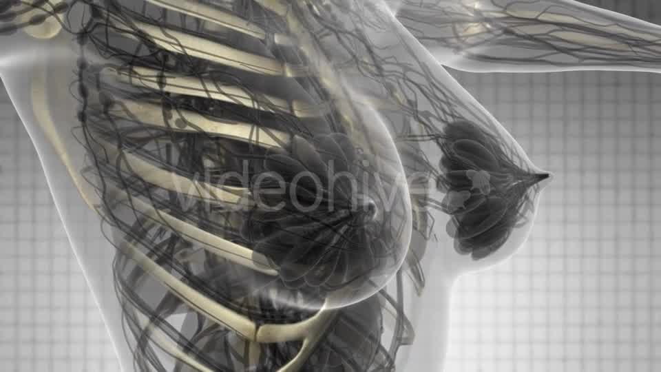 Human Body with Visible Skeletal Bones - Download Videohive 21281080