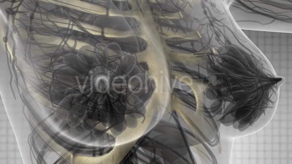 Human Body with Visible Skeletal Bones - Download Videohive 21281080