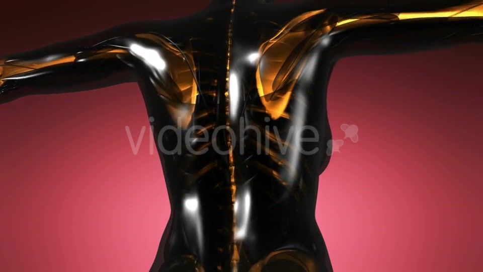 Human Body with Visible Skeletal Bones - Download Videohive 21297239