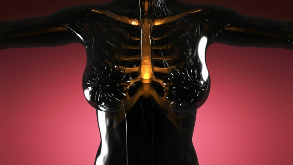 Human Body with Visible Skeletal Bones - Download Videohive 21297239