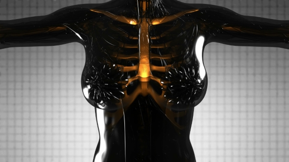 Human Body with Visible Skeletal Bones - Download Videohive 21297334