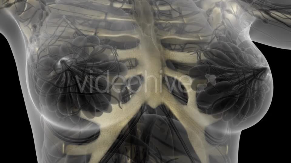 Human Body with Visible Skeletal Bones - Download Videohive 21297482