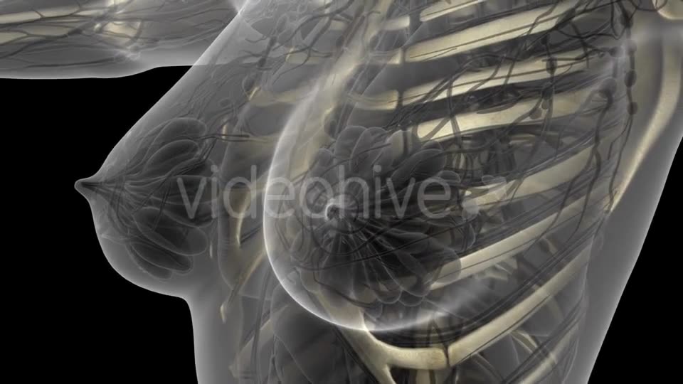 Human Body with Visible Skeletal Bones - Download Videohive 21297482