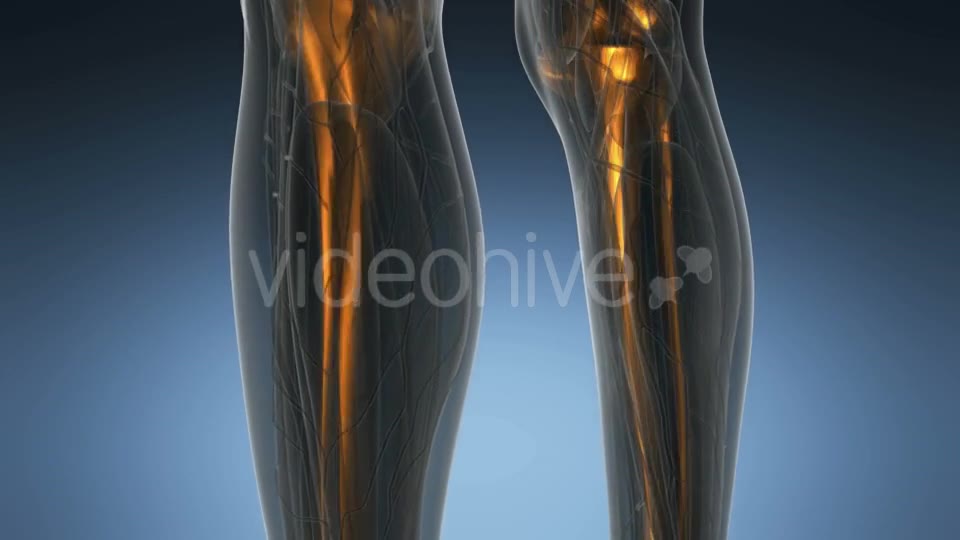 Human Body with Visible Skeletal Bones - Download Videohive 21297500