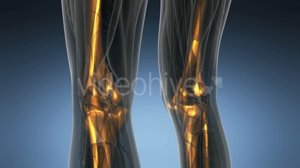 Human Body with Visible Skeletal Bones - Download Videohive 21297500