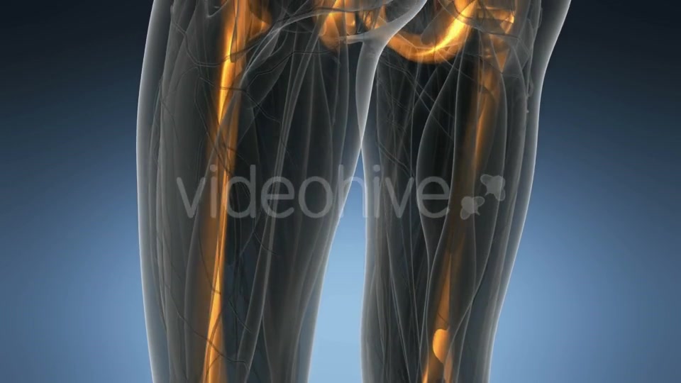 Human Body with Visible Skeletal Bones - Download Videohive 21297500