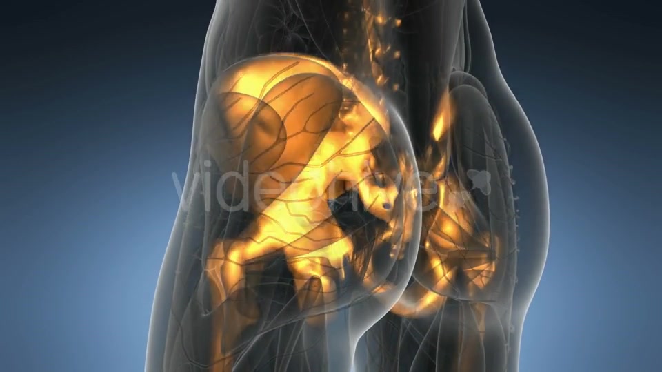 Human Body with Visible Skeletal Bones - Download Videohive 21297500