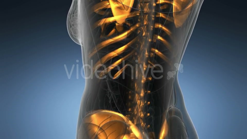 Human Body with Visible Skeletal Bones - Download Videohive 21297500