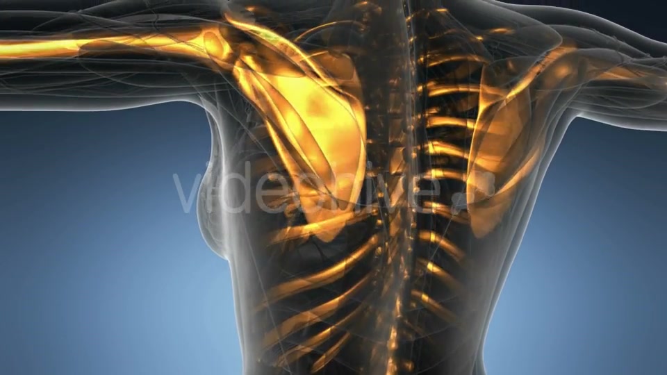 Human Body with Visible Skeletal Bones - Download Videohive 21297500