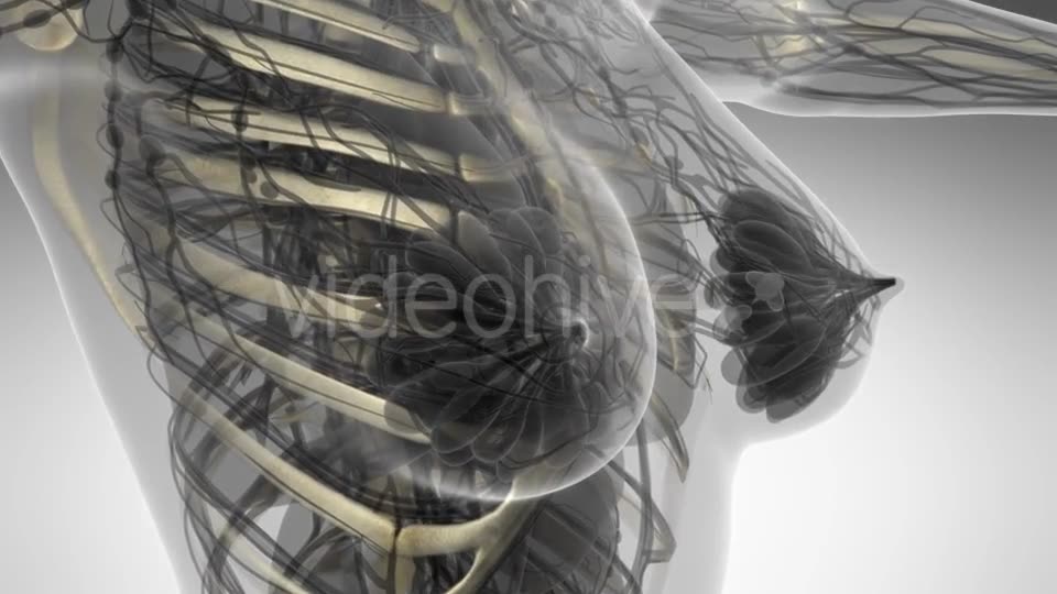Human Body with Visible Skeletal Bones - Download Videohive 21297586