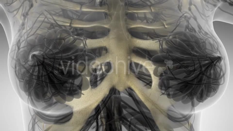 Human Body with Visible Skeletal Bones - Download Videohive 21297586