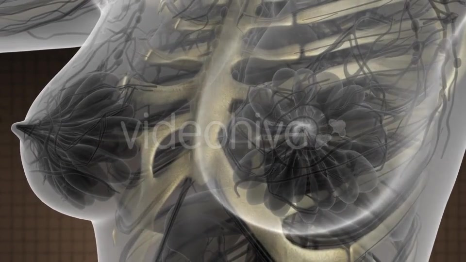 Human Body with Visible Skeletal Bones - Download Videohive 21313967