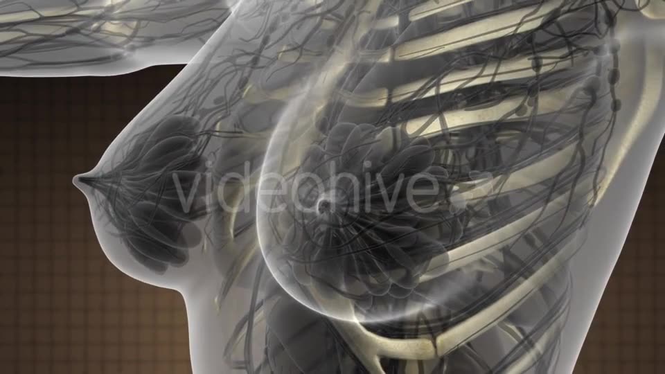 Human Body with Visible Skeletal Bones - Download Videohive 21313967