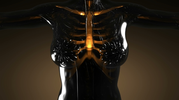 Human Body with Visible Skeletal Bones - Download Videohive 21388929