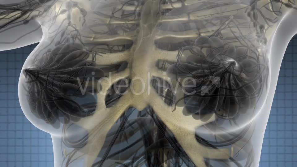 Human Body with Visible Skeletal Bones - Download Videohive 21485513
