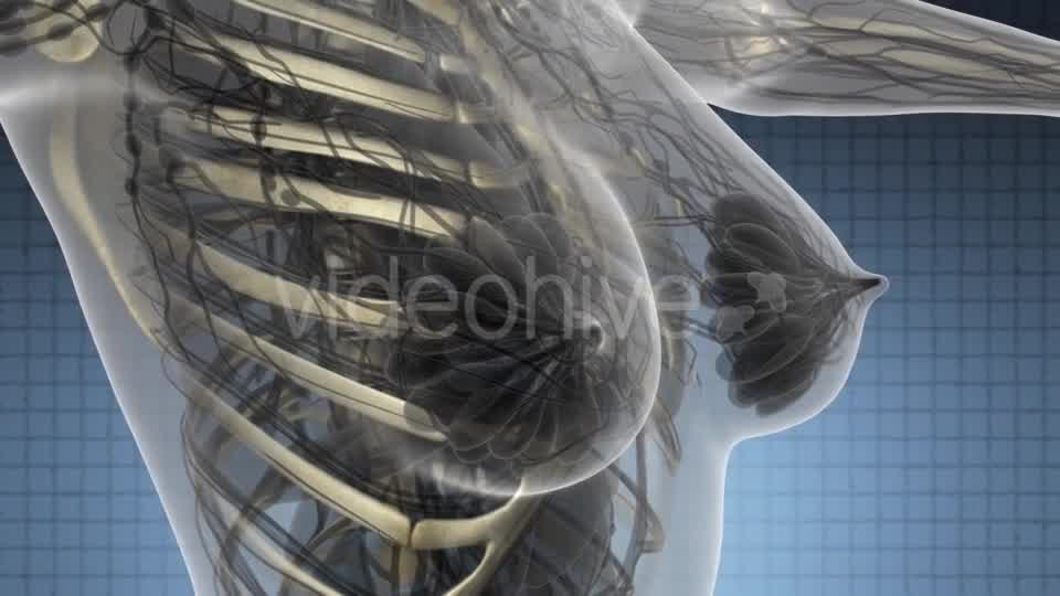 Human Body with Visible Skeletal Bones - Download Videohive 21485513