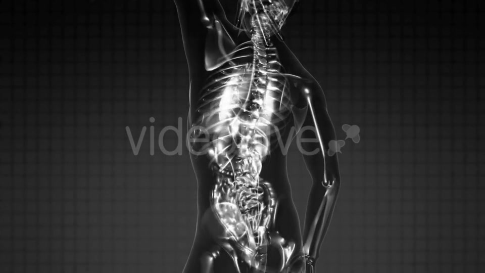 Human Body with Visible Skeletal Bones - Download Videohive 21485593
