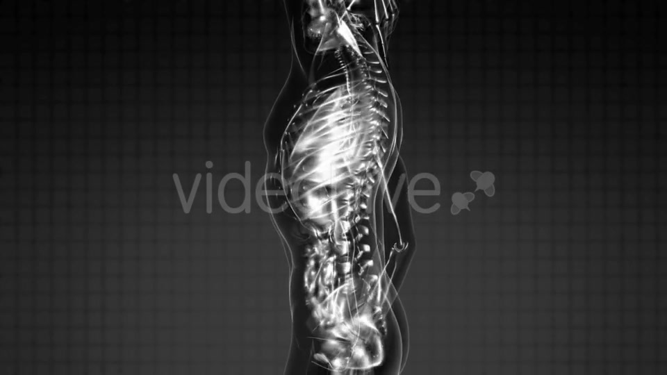 Human Body with Visible Skeletal Bones - Download Videohive 21485593