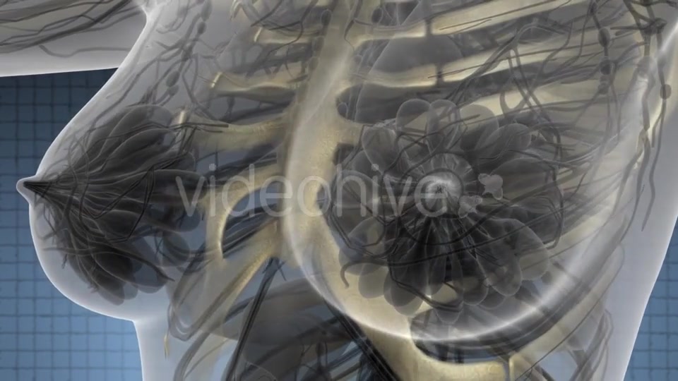Human Body with Visible Skeletal Bones - Download Videohive 21531636