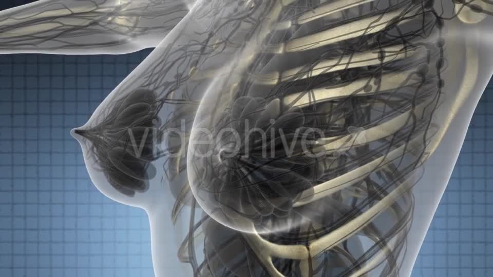 Human Body with Visible Skeletal Bones - Download Videohive 21531636