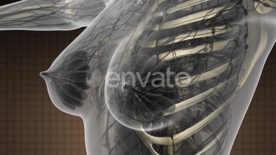 Human Body with Visible Skeletal Bones - Download Videohive 21593276