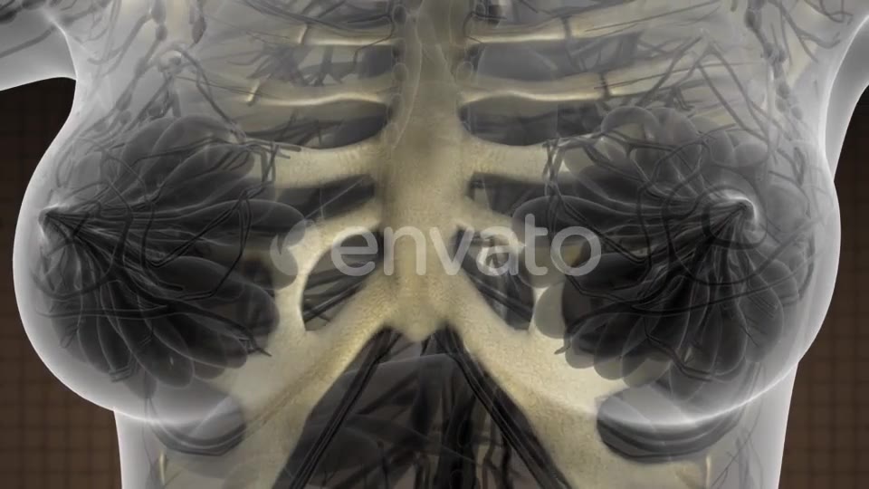 Human Body with Visible Skeletal Bones - Download Videohive 21593276