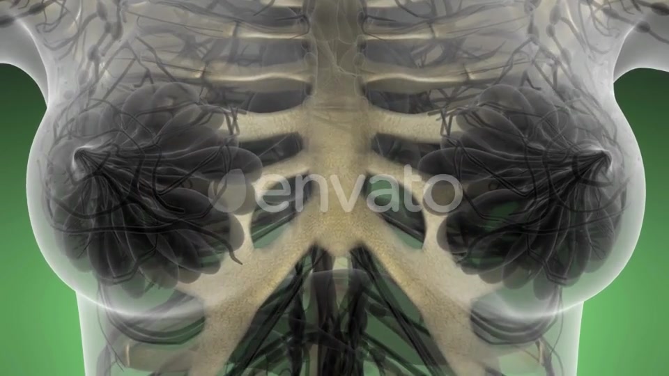 Human Body with Visible Skeletal Bones - Download Videohive 21593284