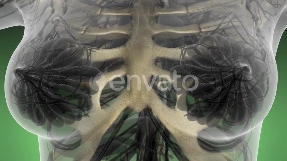 Human Body with Visible Skeletal Bones - Download Videohive 21593284