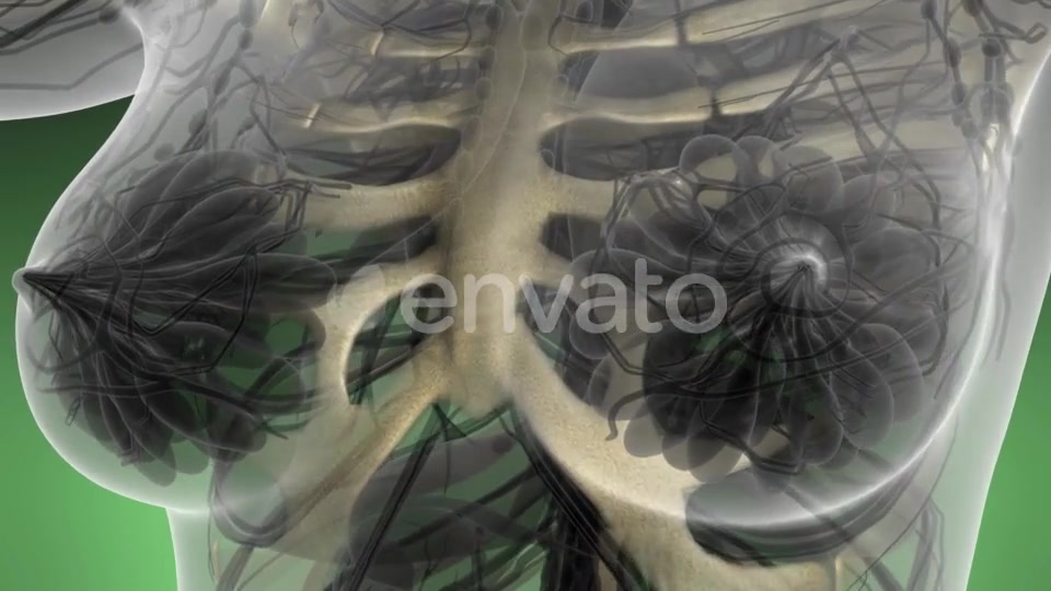 Human Body with Visible Skeletal Bones - Download Videohive 21593284