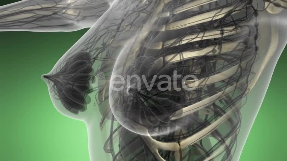 Human Body with Visible Skeletal Bones - Download Videohive 21593284