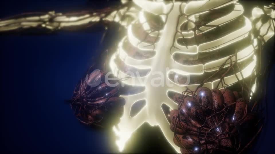 Human Body with Visible Skeletal Bones - Download Videohive 21674398