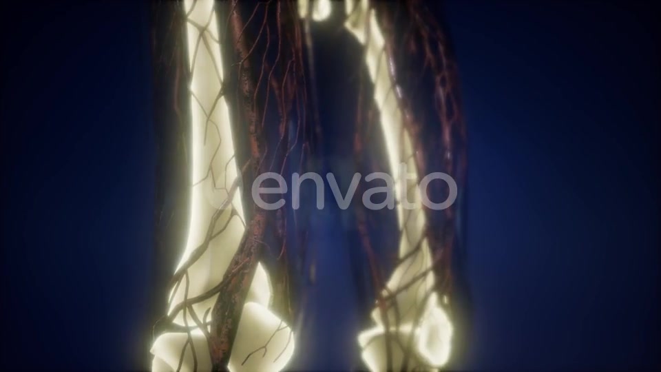 Human Body with Visible Skeletal Bones - Download Videohive 21674398