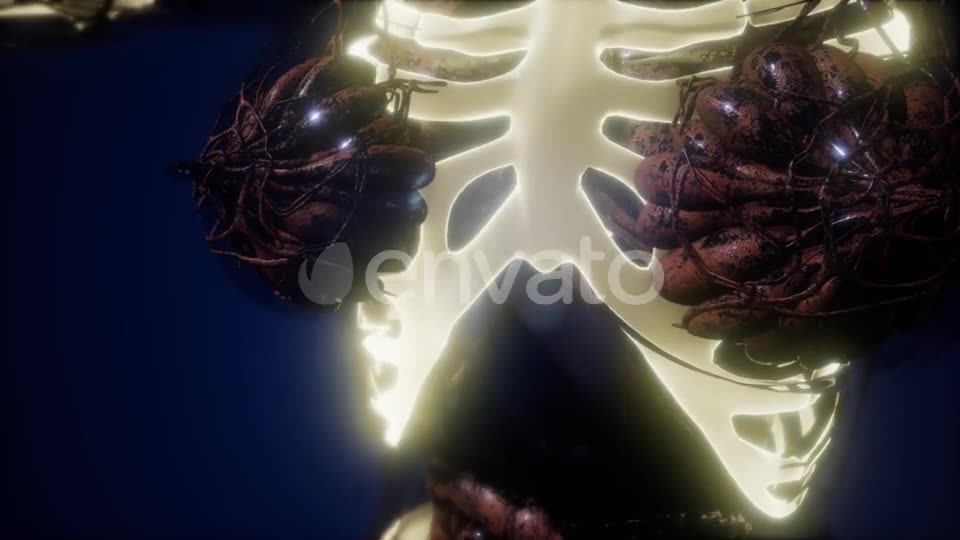 Human Body with Visible Skeletal Bones - Download Videohive 21674398