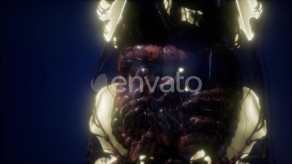 Human Body with Visible Skeletal Bones - Download Videohive 21674398